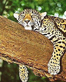 Intentan descifrar la misteriosa convivencia de jaguares y pumas PortalPolitico.tv