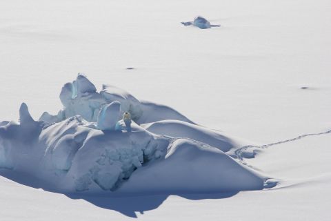 Un oso polar se posa sobre un grueso trozo de hielo marino al norte de Groenlandia en marzo de 2016. Estos trozos de hielo marino, más gruesos y antiguos, no protegen totalmente a la región de la pérdida de la capa de hielo en verano. 