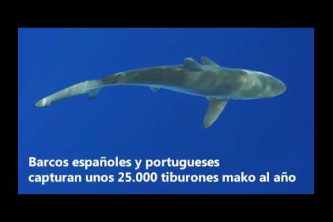 Embedded thumbnail for Pesca de tiburones por barcos lusos y españoles, en la mira de Greenpeace