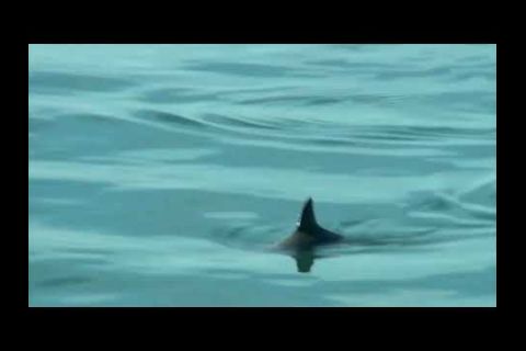 Embedded thumbnail for La vaquita marina podría sobrevivir si se elimina el enmalle