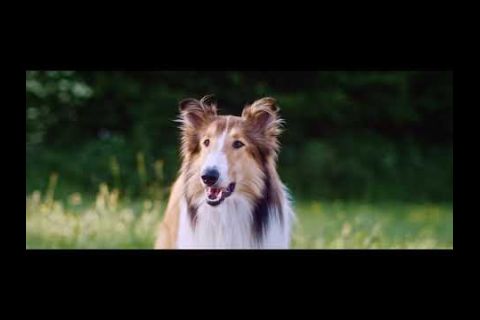 Embedded thumbnail for Hoy - y siempre- toca...¡Cine! Lassie Vuelve a Casa