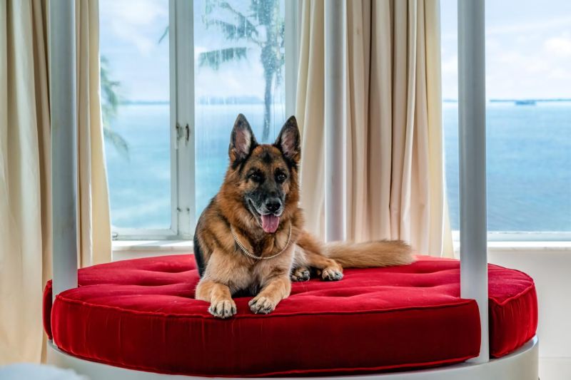 El perro más rico del mundo vende casa en MIami por casi 32,000.000 dólares 01 - 191121