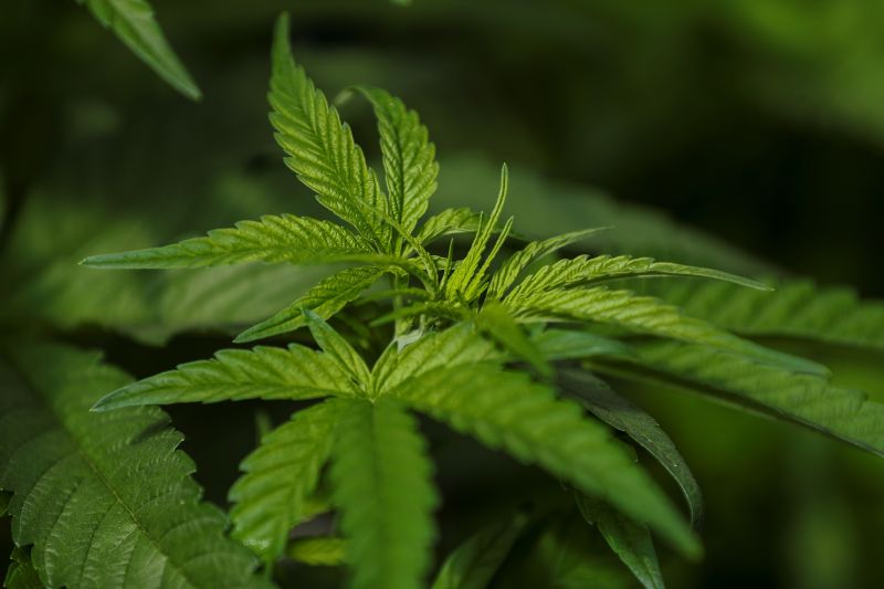 Fotografía de plantas de cannabis el 22 de julio de 2021, en la emoresa CannAndes, en Tabacundo (Ecuador).