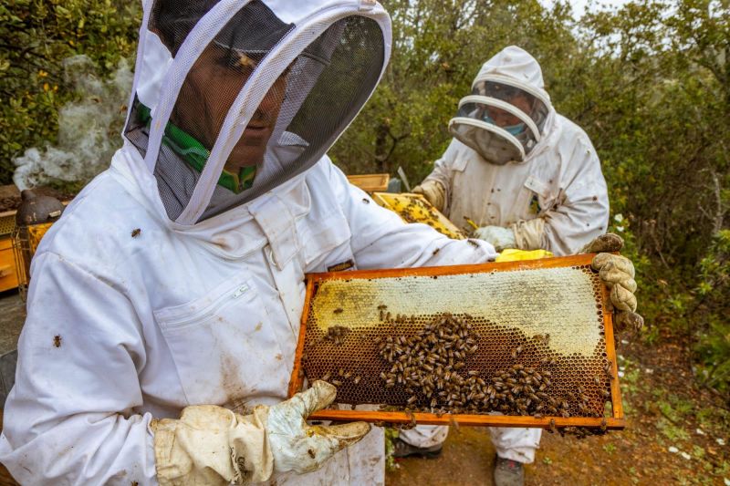 Miel ecológica: Recuperando el respeto a la naturaleza 01 170923