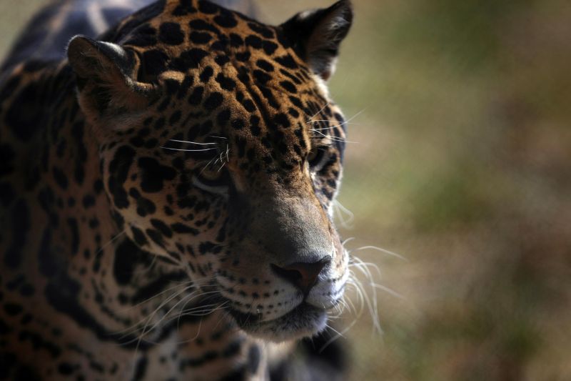 Cámaras trampa registran aumento de jaguares en peligro de extinción en sureste de México 01 131123