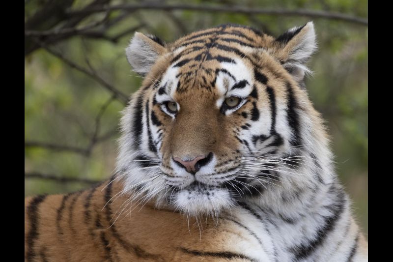 Tigre Animals at Joburg Zoo 01 140622