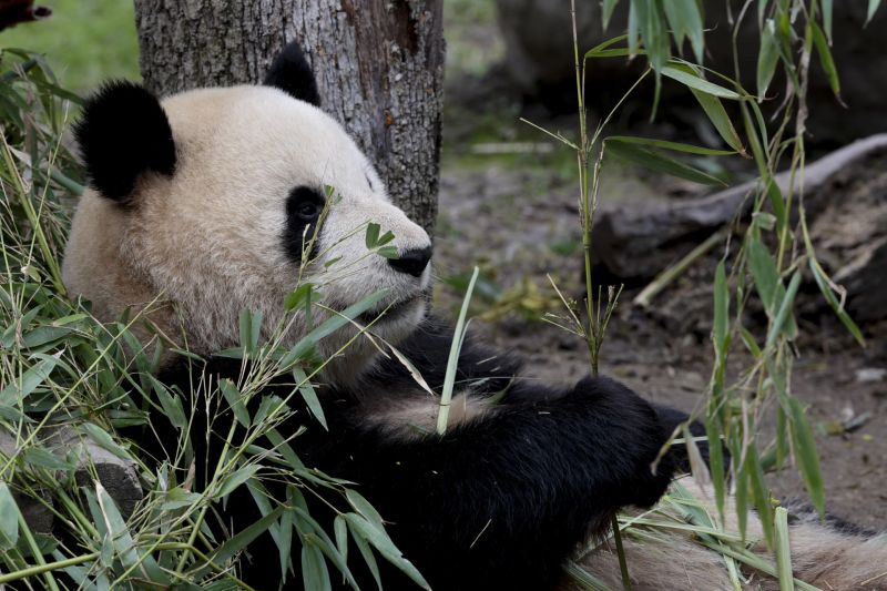 Imagen de archivo un oso panda gigante en el zoológico de Madrid. EFE/ ZIPI 01 240424