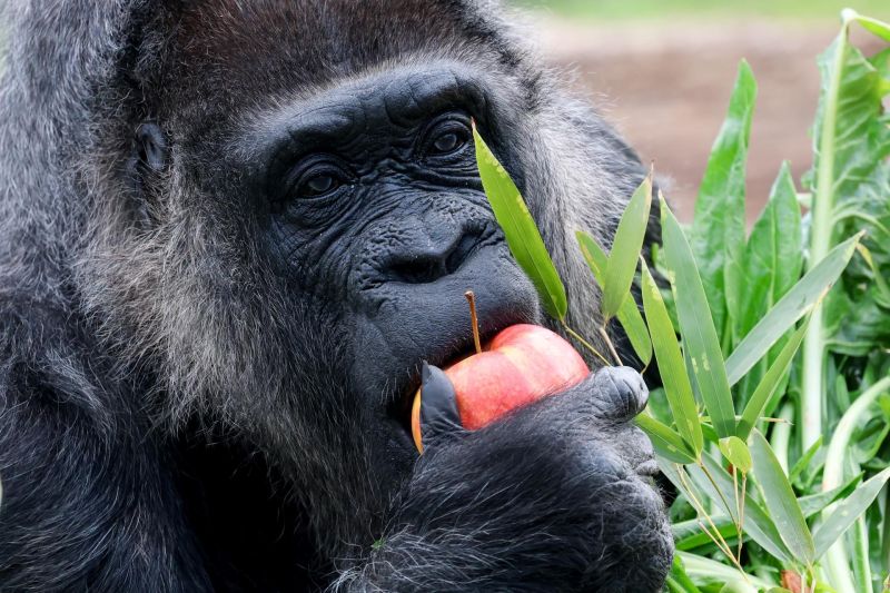 Fatou, la gorila más longeva del mundo, celebra su 68.º cumpleaños en el zoológico de Berlín 01110425