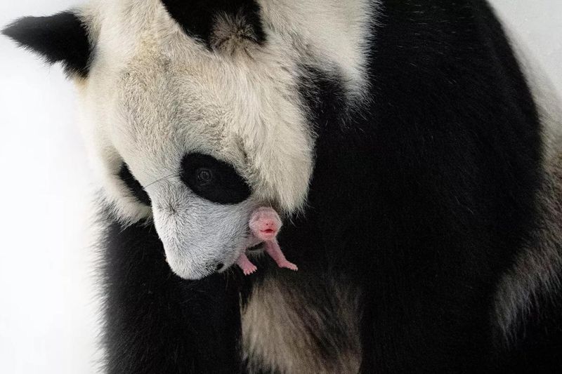 Nace por primera vez un cachorro de oso panda en el Zoológico de Moscú 01 310823
