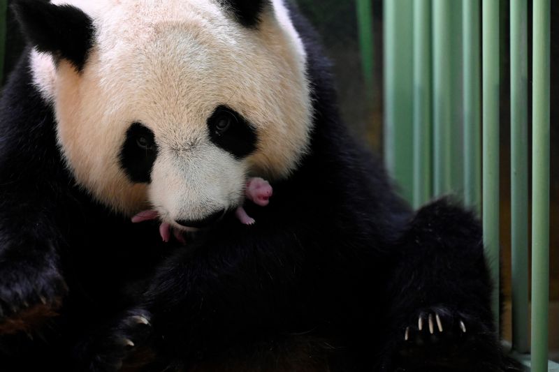 Dos crías hembras de pandas gigantes, una especie protegida procedente de China con dificultades para reproducirse, nacieron en la madrugada del lunes en el zoológico francés de Beauval (a unos 200 kilómetros de París). 