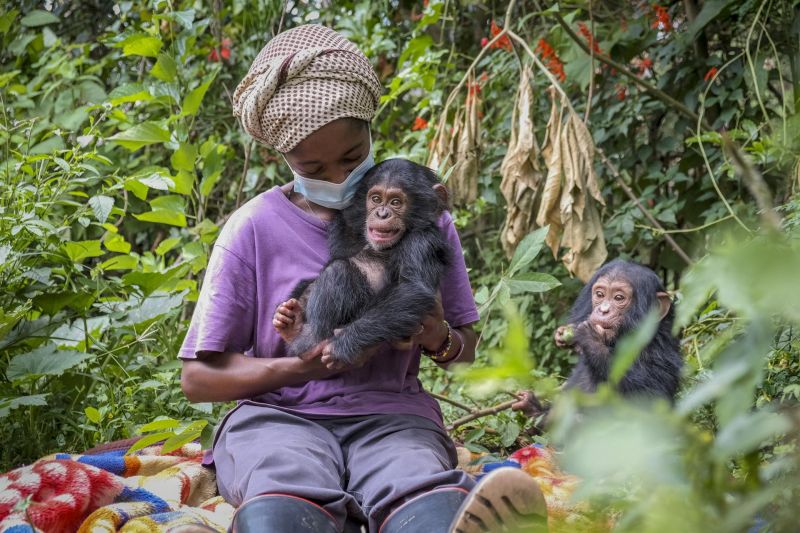 Lwiro, un oasis para los chimpancés en la República Democrática del Congo 01 300522