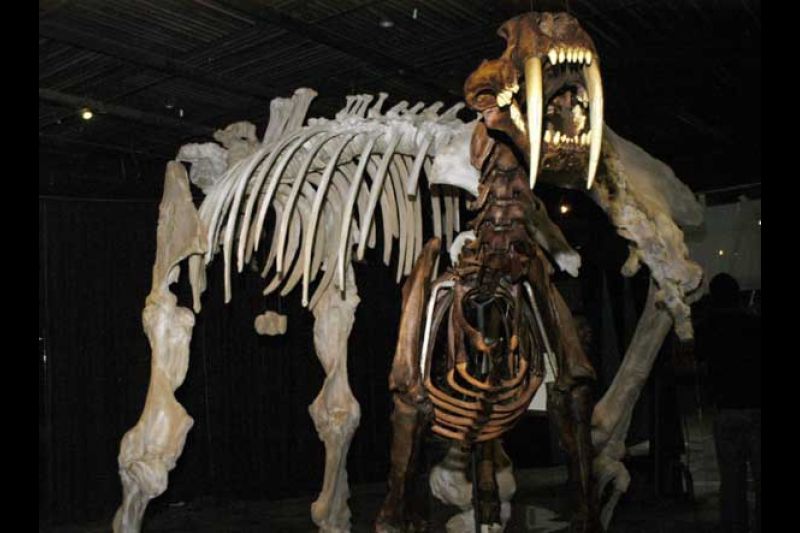 Fotografía cedida por el Instituto Nacional de Antropología e Historia (INAH), el pasado 16 de octubre de 2008, en la que se observan los restos fósiles de un tigre dientes de sable (adelante) y de un gonfoterio (especie de mamut) (atrás).