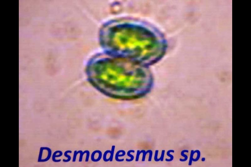 Desmodesmus sp, Scenedesmus sp y Chlorella sp. duplican su biomasa en 24 horas y tienen buena cantidad de lípidos. Crecerlas en aguas residuales ayuda al ambiente, pues para lograr ese proceso captan dióxido de carbono y acumulan lípidos y carbohidratos.