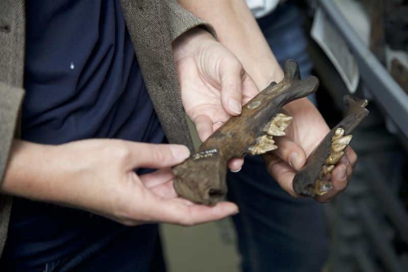 Fotografía cedida hoy por la Universidad de California en Los Ángeles (UCLA) que muestra a dos de sus investigadores mientras sostienen la mandíbula de un gran mamífero extinto súbitamente hace 13.000 años, en California (EE.UU.). EFE/UCLA