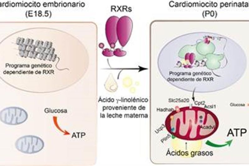 En la imagen, el esquema que representa el mecanismo molecular que ha descrito un equipo multidisciplinar de científicos para demostrar que el ácido graso proveniente de la leche materna es esencial para que el corazón del neonato cargue la energía. EFE