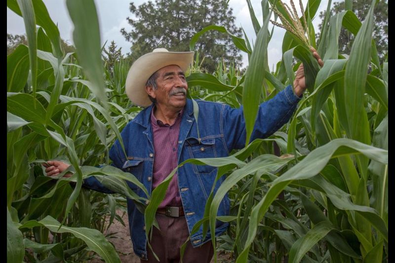 Fotografía cedida este lunes, por la la Secretaría de Agricultura y Desarrollo Rural (Sader), que muestra un campesino en una siembra de Maíz.