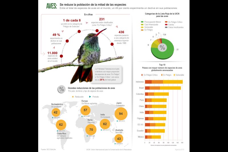 Aves: se reduce la población de la mitad de las especies 01 021022
