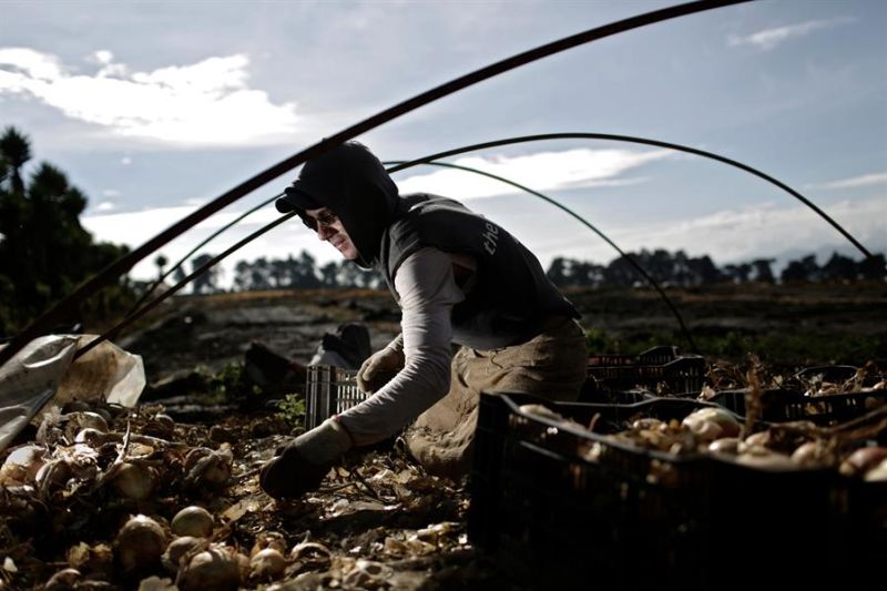 La gremial regional CropLife Latin America presenta el podcast "El agricultor primero", que busca abordar temas de sostenibilidad, innovación y retos del sector agrícola en el continente americano. En la imagen un registro de archivo. EFE