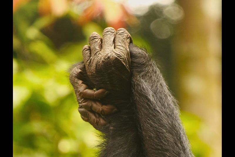 Dos bonobos hembras se dan la mano, lo que refuerza los vínculos sociales. Fotografía facilitada por Melodie Kreyer / LKBP. EFE