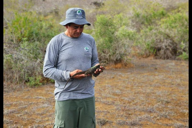 Fotografía cedida por Johannes Ramírez que muestra a un experto del Parque Nacional Galapagos mientra toma en sus manos a una iguana, el 23 de julio de 2022, en la isla Santiago, en el archipiélago Galápagos (Ecuador). EFE/Johannes Ramírez