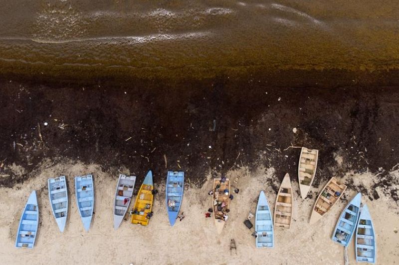Fotografía aérea tomada hoy muestra botes de pescadores en una playa cubierta de sargazo, una macroalga flotante que forma colonias que llegan a cubrir grandes extensiones y se mueven de acuerdo con las corrientes oceánicas, en Guayacanes. EFE