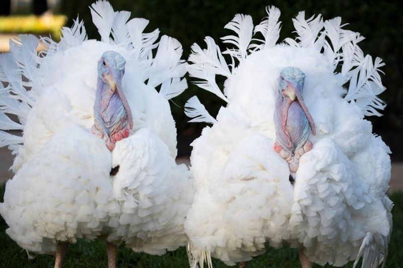 En la semana previa a la fiesta, el presidente del país "indulta" a un pavo al que presenta en sociedad en un acto televisado, y al afortunado se lo "bautiza" con un nombre. Foto de archivo. EFE/EPA/MICHAEL REYNOLDS / POOL