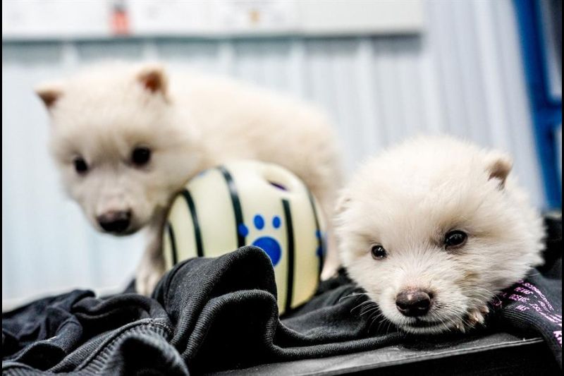 Fotografía cedida por la empresa Colossal Biosciences de los dos cachorros de lobo huargo, Rómulo y Remo, de un mes de edad nacidos el 1 de octubre de 2024. EFE/ Colossal Biosciences /