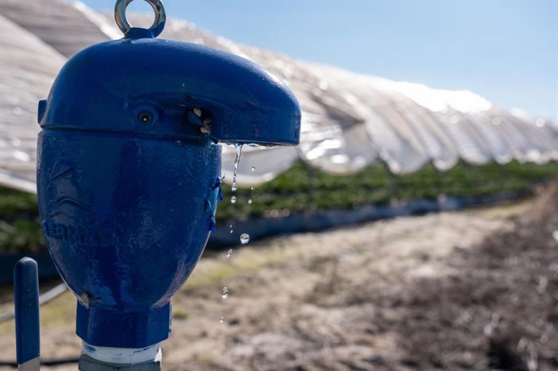 En la imagen de archivo, boca de riego en una finca del cultivo de fresas ubicada en la zona de regadío al norte de la Corona Forestal de Doñana, en el término municipal de Lucena del Puerto (Huelva). EFE/Julián Pérez