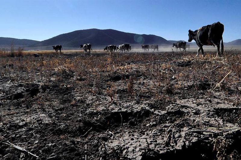 Fotografía de archivo fechada el 20 de mayo de 2018 donde se observa algunas reses en temporada de sequía, en la comunidad ejidal de Matamoros, perteneciente al municipio de Galeana, en Nuevo León (México).