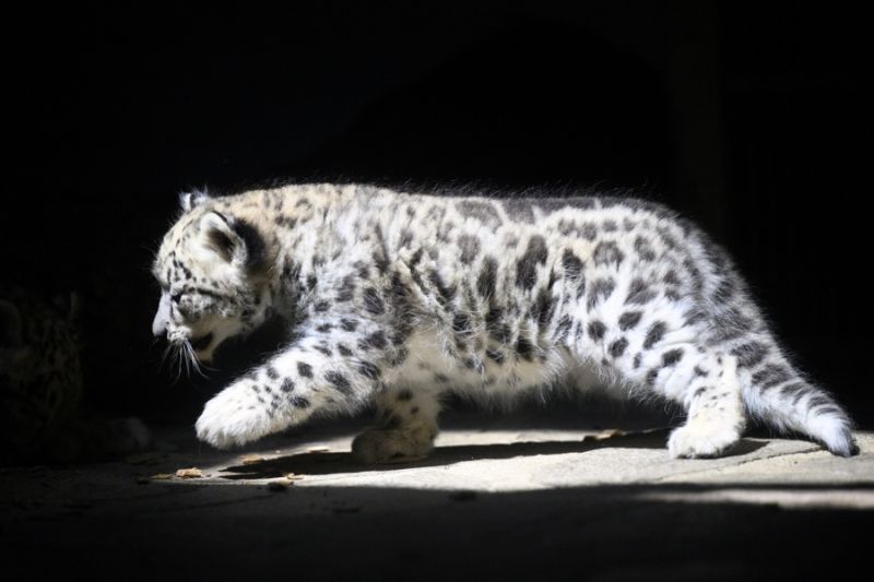 Un cachorro de leopardo de las nieves, en una fotografía de archivo. EFE/EPA/LAURENT GILLIERON