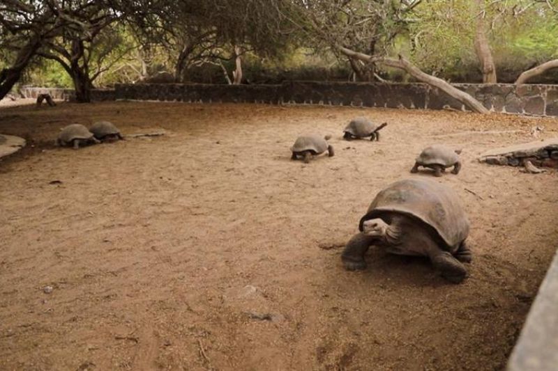 Fotografía cedida hoy por el Ministerio de Ambiente, Agua y Transición Ecológica de Ecuador que muestra tortugas en un refugio en isla Isabela, Galápagos (Ecuador). EFE/Ministerio de Ambiente de Ecuador