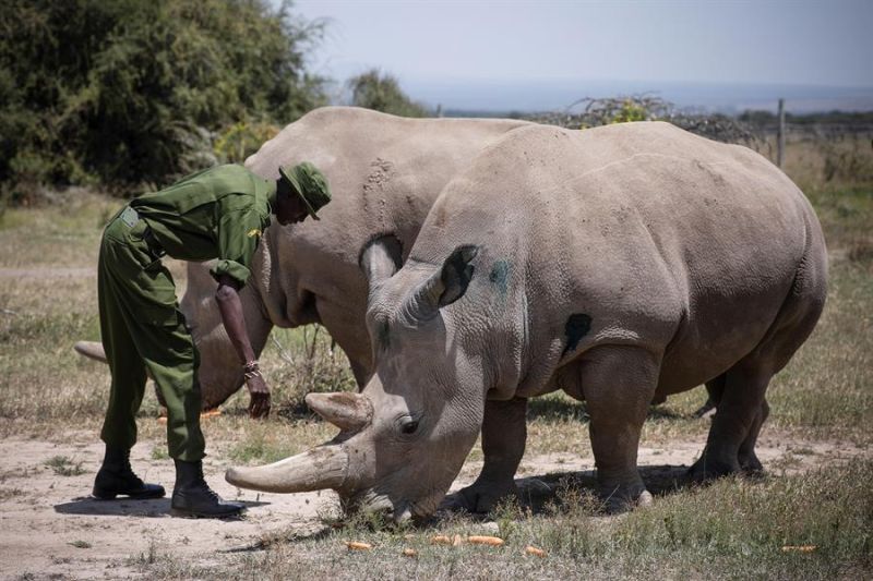 A fin de salvar de la extinción al rinoceronte blanco del norte, especie de la que solo quedan dos hembras en Kenia -Najin y Fatu- un grupo de científicos ha extraído por primera vez sus óvulos para que sean fecundados "in vitro".