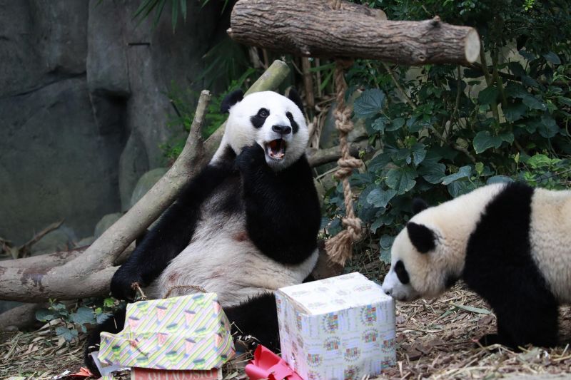 La panda gigante Ya Ya llega a Pekín tras un mes de cuarentena en Shanghái 01 290523