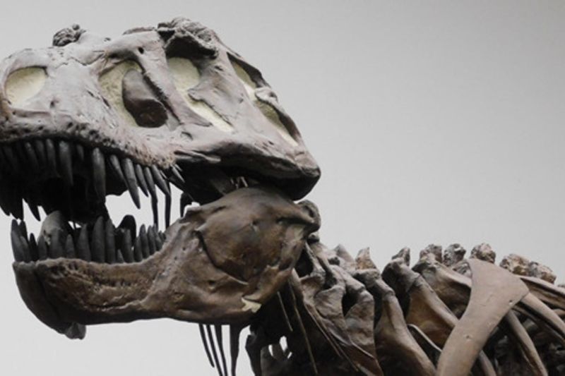 Fotografía de una réplica de un esqueleto de un Tyrannosaurus rex en el Museo Senckenberg de Frankfurt, Alemania. Este dinosaurio vivió al final del Cretácico (hace aproximadamente 66 millones de años) exclusivamente en América del Norte occidental. EFE/ 
