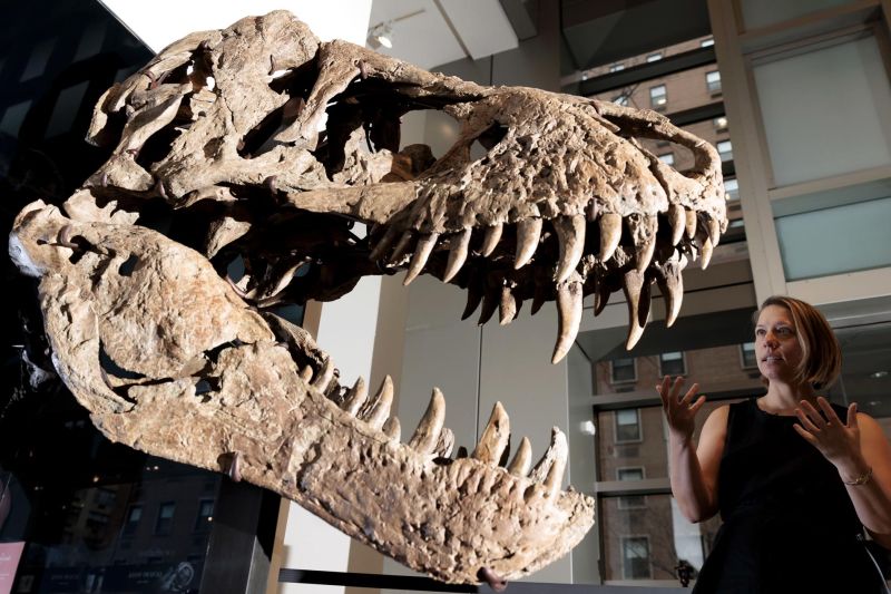 La casa de subastas Sotheby subasta un cráneo de Tyrannosaurus rex 01 011222