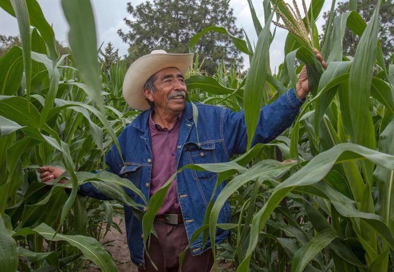 Fotografía cedida este lunes, por la la Secretaría de Agricultura y Desarrollo Rural (Sader), que muestra un campesino en una siembra de Maíz.