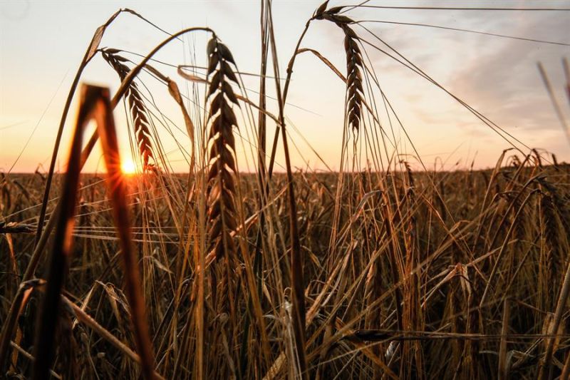 Imagen reciente de una puesta de sol en un cultivo en Donetsk. EFE/EPA/OLEG PETRASYUK 01 170723