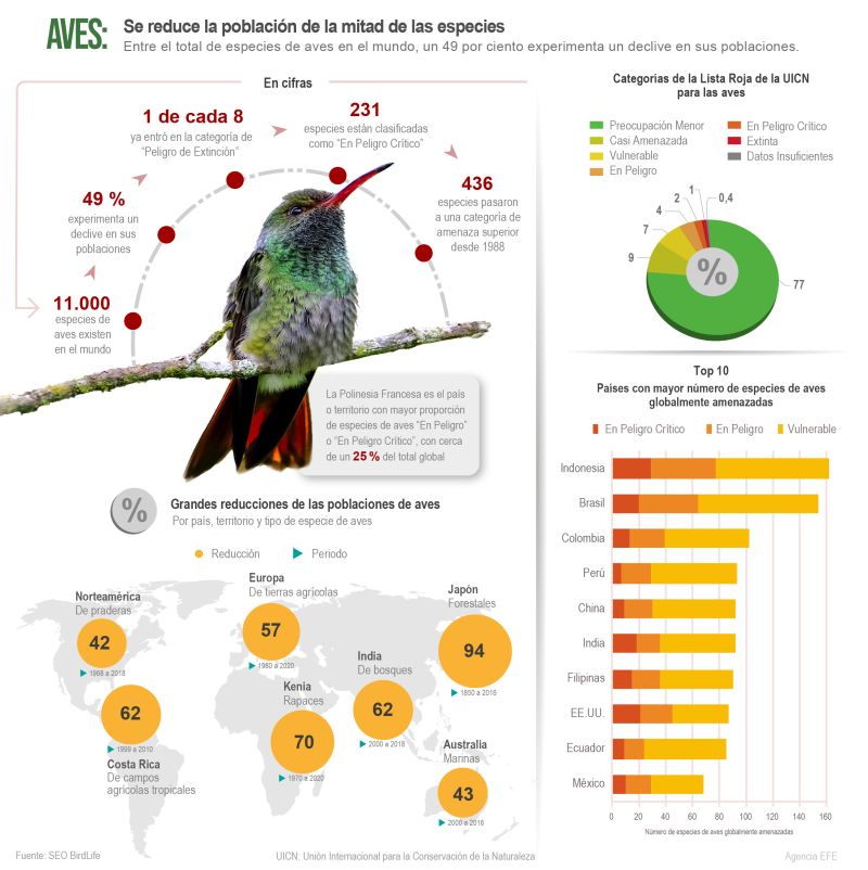 Aves: se reduce la población de la mitad de las especies 01 021022
