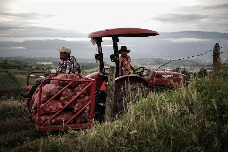 Agricultores fueron registrados este martes al trabajar en la recolección de cebollas, en la provincia de Cartago (Costa Rica).