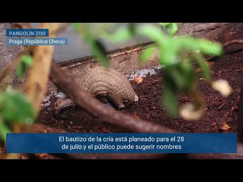 Embedded thumbnail for Una nueva cría de pangolín chino nace en el zoológico de Praga